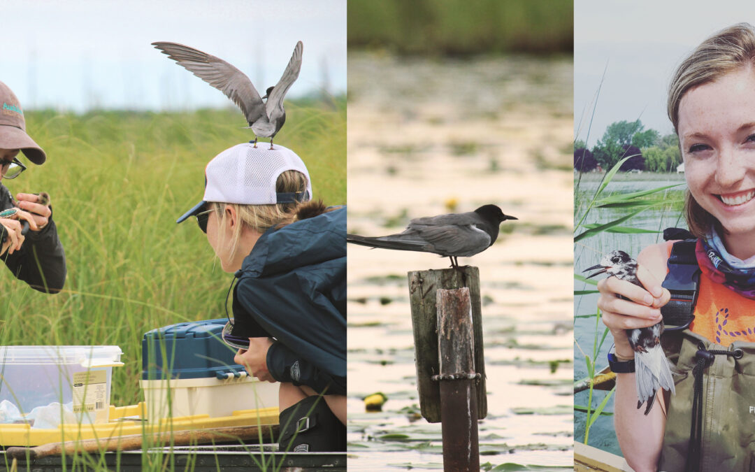 Research fellow finds habitat loss affecting black tern