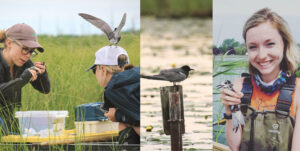 black tern researchers in the field