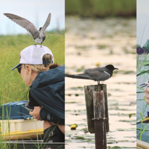 black tern researchers in the field