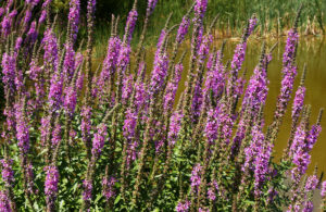 A stand of purple loosestrife, invasive species (AIS) in a field