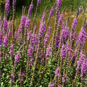 A stand of purple loosestrife, invasive species (AIS) in a field