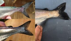 Caudal, fish, fin