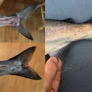 Caudal, fish, fin