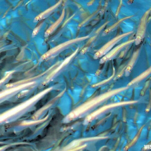 school of fish