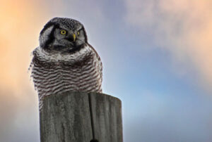 Northern hawk owl
