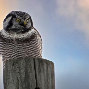 Northern hawk owl