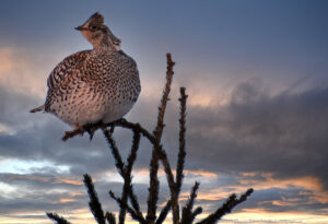 Sharp-tailed Grouse