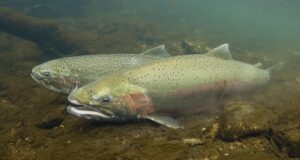 Male and female steelhead trout