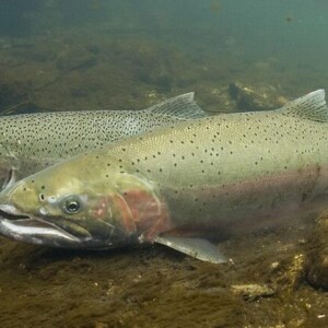 Male and female steelhead trout