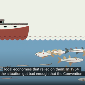 screen shot from the GLANSIS video series of a fishing boat with dead fish in the water