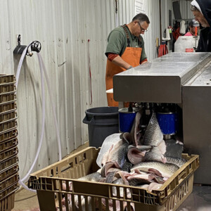 Processing fish for packaging