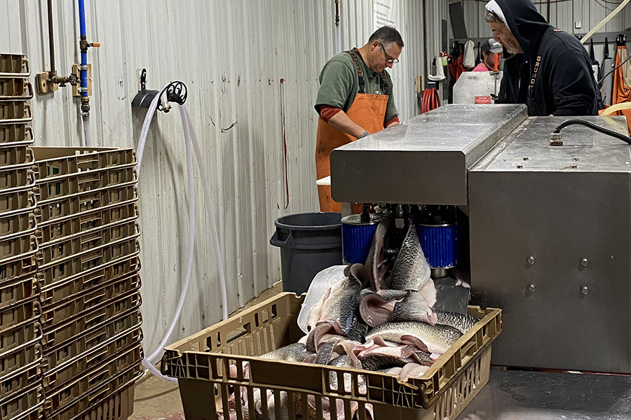 Michigan seafood processors are eligible for additional COVID-19 funds through MDARD