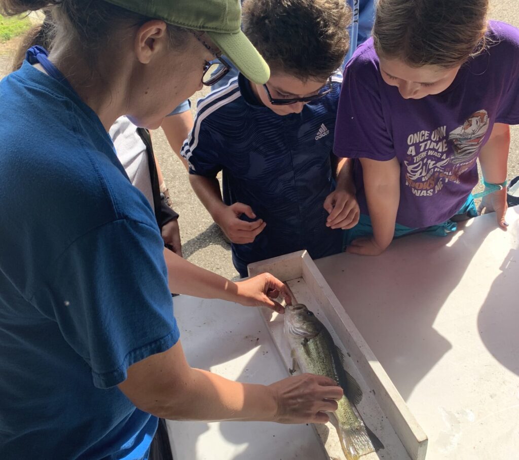 Campers lean over a table to see a fish placed on a measuring board
