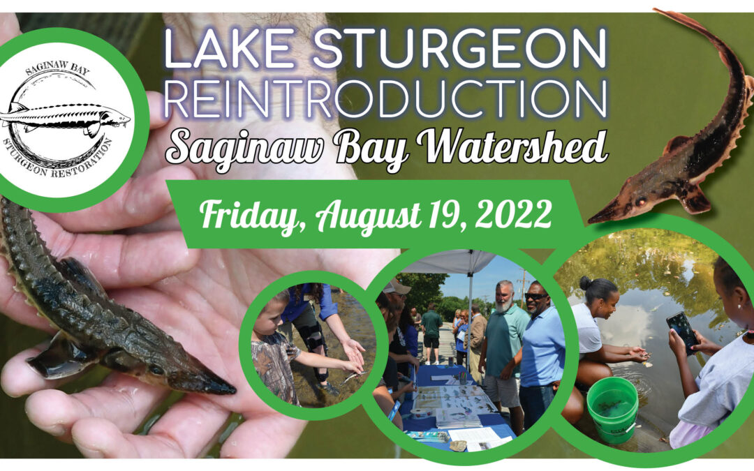 More sturgeon to be released into Saginaw Bay Watershed during public events on Aug. 19