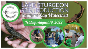 photos of young sturgeon being released into the Saginaw Bay Watershed