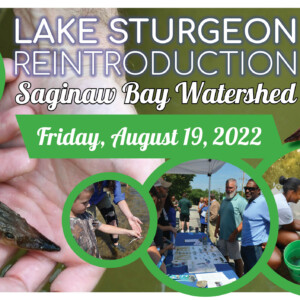 photos of young sturgeon being released into the Saginaw Bay Watershed