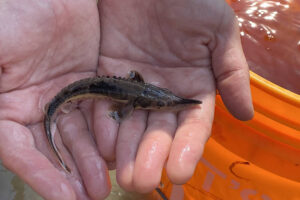 a young lake sturgeon in hands