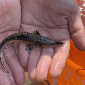 a young lake sturgeon in hands