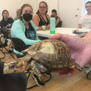 turtle making the rounds at the School of Green event