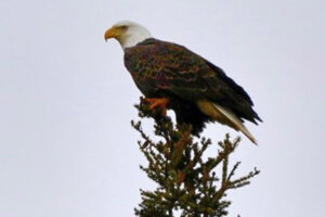 Bald Eagles are probably the most numerous raptor in the eastern Upper Peninsula at this time. The large nest just northwest of Pickford will most likely be active again. Photo: Duane Utech