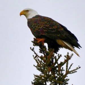 Bald Eagles are probably the most numerous raptor in the eastern Upper Peninsula at this time. The large nest just northwest of Pickford will most likely be active again. Photo: Duane Utech