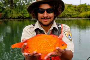 This 14-inch goldfish was removed from the Niagara River by the U.S. Fish and Wildlife Service. Once goldfish are established in areas outside of their native range, they can significantly impact the ecosystem. Photo: USFWS