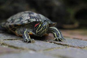 red slider turtle closeup