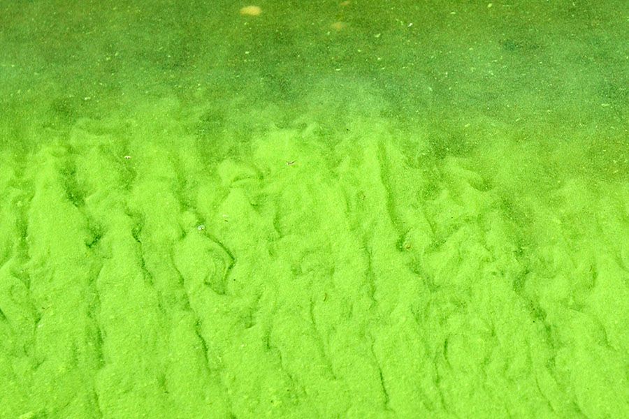 Online tool identifies areas where people in Michigan are at greatest risk from harmful algal blooms (HABs)