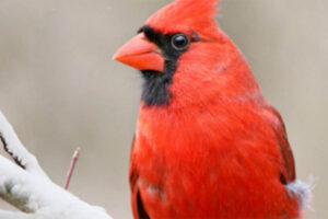 cardinal