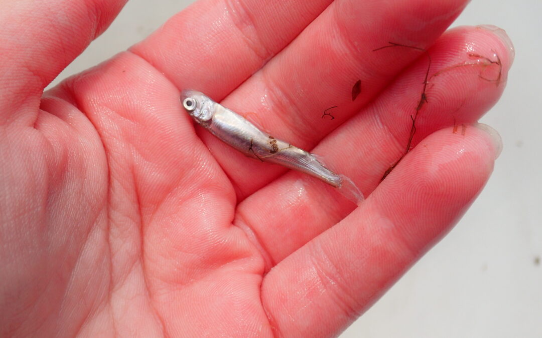 Intern update: Stocking whitefish in the Pine River