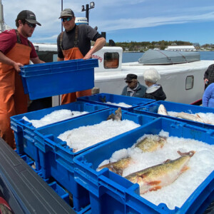 Commercial fishers loading their catch from the fishing vessel onto a truck for processing