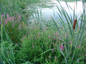 Edge of a pond with cattails, and purple loosestrife with other plants