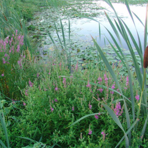 Edge of a pond with cattails, and purple loosestrife with other plants