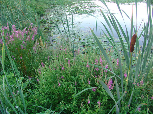 Invasive Species Language Workshop designed to get people talking