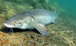A Lake Sturgeon sits close to the bottom of a river