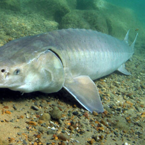 A Lake Sturgeon sits close to the bottom of a river