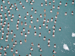 redhead birds on the water, from above. Photo by Steve Baker