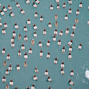 redhead birds on the water, from above. Photo by Steve Baker