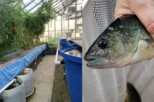 In the recirculating aquaponics system, water flows between tanks with yellow perch and crayfish and a raceway with floating boards that support tomato plants.
