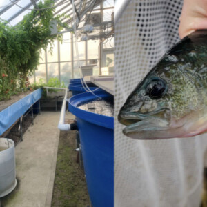 In the recirculating aquaponics system, water flows between tanks with yellow perch and crayfish and a raceway with floating boards that support tomato plants.