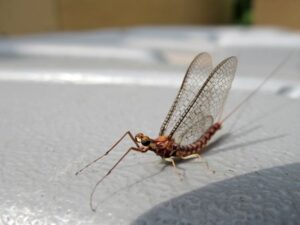 A single mayfly