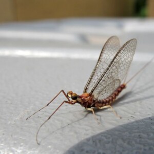 A single mayfly