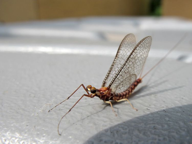 When will the mayflies arrive?