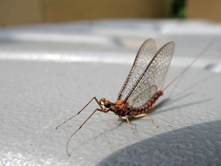 When will the mayflies arrive?