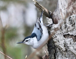 A nuthatch bird on a tree