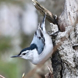 A nuthatch bird on a tree