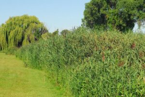 A stand of phragmites