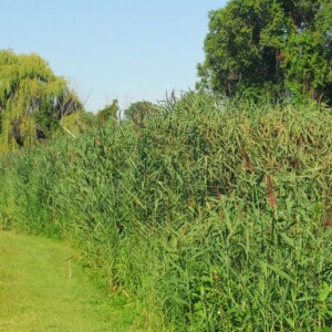 A stand of phragmites