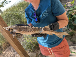 A person holds a dead sturgeon that had been found along the shore