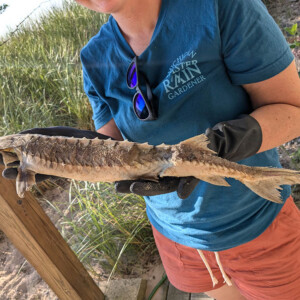 A person holds a dead sturgeon that had been found along the shore